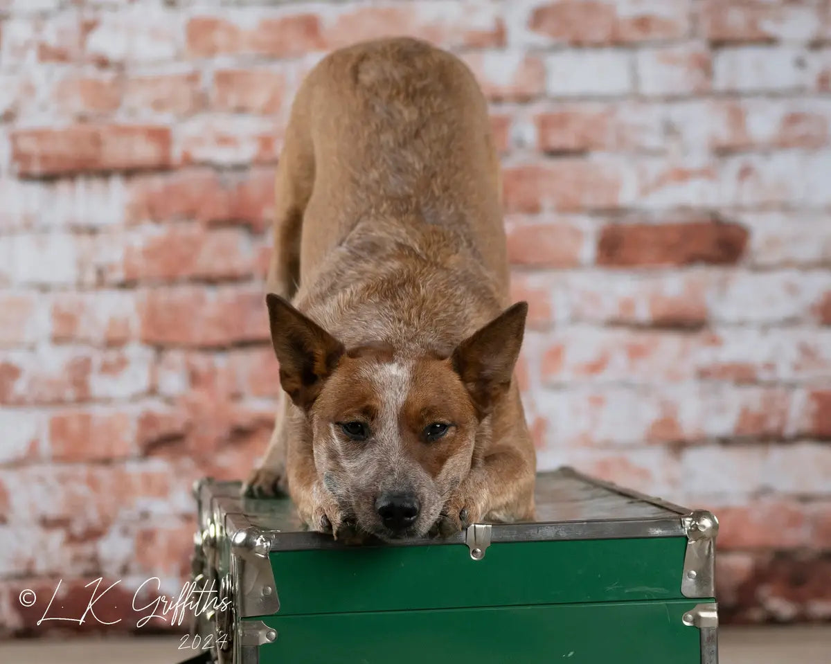 Kate Pet Old Distressed Brick Backdrop Designed by Kate Image