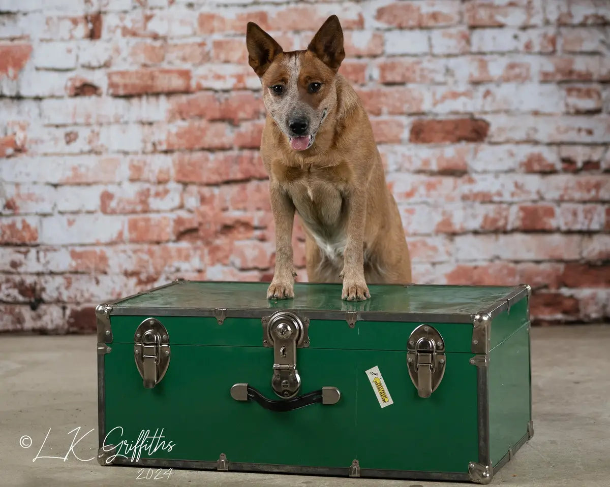 Kate Pet Old Distressed Brick Backdrop Designed by Kate Image