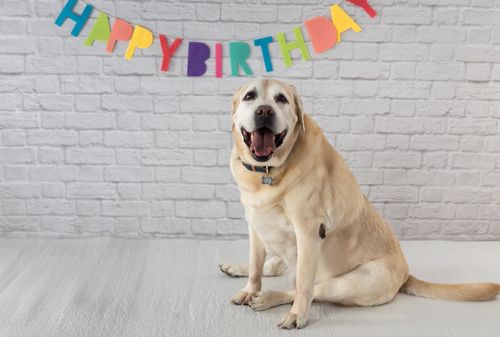 Kate White Brick  Photography Background Birthday Backdrop - Purezens